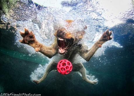 Underwater dogs