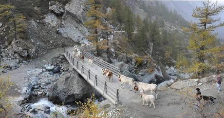 PANORAMI DI GIORNATA (Caprioli attesi e solo intravisti, mostri creati dal programma che unisce le foto, discesa dal Prà di una mandria di mucche con allegri mandriani)