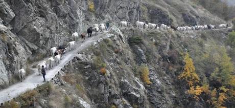 PANORAMI DI GIORNATA (Caprioli attesi e solo intravisti, mostri creati dal programma che unisce le foto, discesa dal Prà di una mandria di mucche con allegri mandriani)