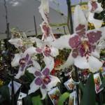 orchidea screziata bianca