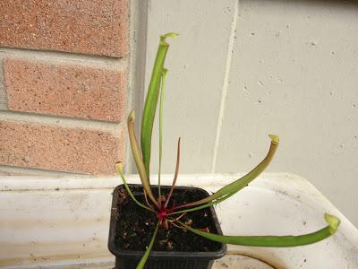 Sarracenia flava var. rugelii {and/or var. atropurpurea, Santa Rosa Co., Florida, USA}  € 5