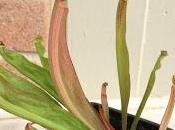 Sarracenia rubra subsp. wherryi {Washington Co., Alabama, USA}