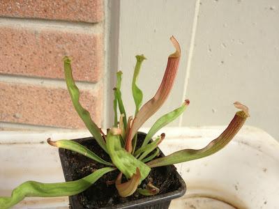 Sarracenia flava {Apalachicola National Forest, Wakulla Co., Florida, USA} € 5