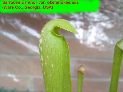 Sarracenia minor var.okefenokeensis € 5