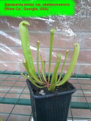 Sarracenia minor var.okefenokeensis € 5