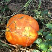 La zucca gialla proprietà medicinali, uso in cucina e tante ricette