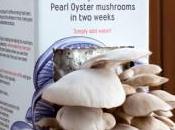 Coltivare funghi casa