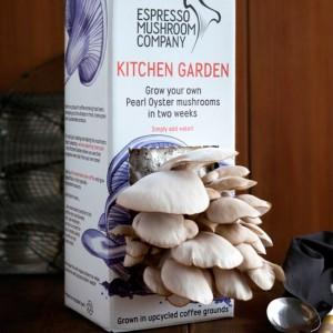 Coltivare funghi in casa
