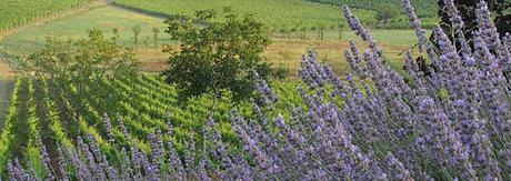 (Great) wines and (strange) bottles - Piedmonteses do it better