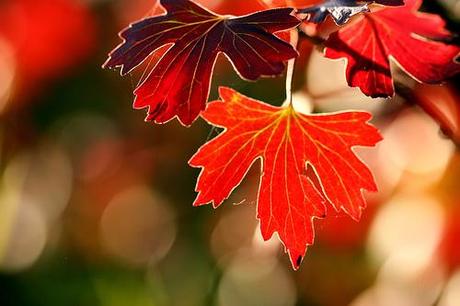 Autumn is on its way !* by AmUnivers, on Flickr