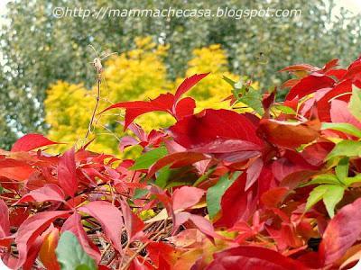 Il colore della vite americana - Pensieri e colori d'autunno Il colore della vite americana - Pensieri e colori d'autunno