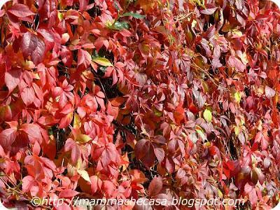 Il colore della vite americana - Pensieri e colori d'autunno Il colore della vite americana - Pensieri e colori d'autunno