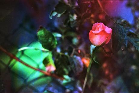 DISHWASHED FILM parte 1 - Rainbow Roses