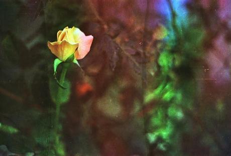 DISHWASHED FILM parte 1 - Rainbow Roses
