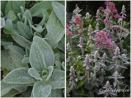 Stachys lanata ball