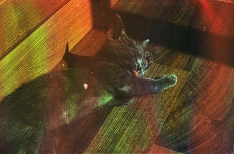 DISHWASHED FILM parte 2 - Rainbow Cat
