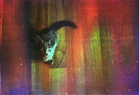 DISHWASHED FILM parte 2 - Rainbow Cat DISHWASHED FILM parte 2 - Rainbow Cat