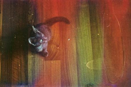 DISHWASHED FILM parte 2 - Rainbow Cat DISHWASHED FILM parte 2 - Rainbow Cat