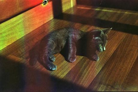 DISHWASHED FILM parte 2 - Rainbow Cat DISHWASHED FILM parte 2 - Rainbow Cat