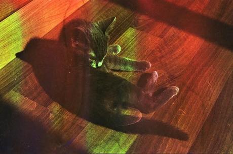 DISHWASHED FILM parte 2 - Rainbow Cat DISHWASHED FILM parte 2 - Rainbow Cat