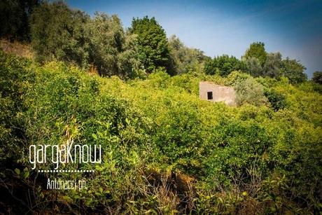 FOTO - Rodi Garganico, l'oasi agrumaria e le sue sorgenti in abbandono (e nel cemento)