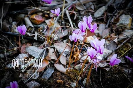 FOTO - Rodi Garganico, l'oasi agrumaria e le sue sorgenti in abbandono (e nel cemento)