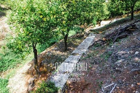 FOTO - Rodi Garganico, l'oasi agrumaria e le sue sorgenti in abbandono (e nel cemento)
