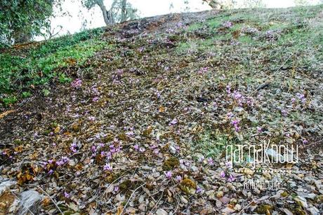 FOTO - Rodi Garganico, l'oasi agrumaria e le sue sorgenti in abbandono (e nel cemento)