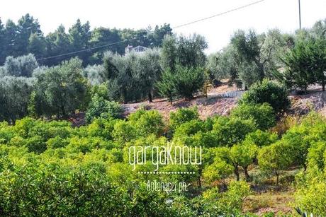 FOTO - Rodi Garganico, l'oasi agrumaria e le sue sorgenti in abbandono (e nel cemento)