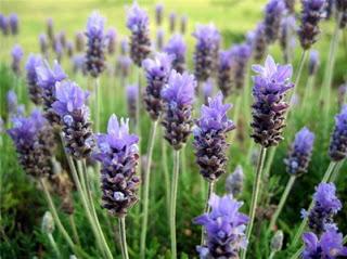 Fitoterapia si :Lavanda e relax.