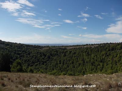 Pulicchio di Gravina