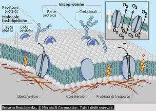 La membrana cellulare ed il ruolo delle proteine