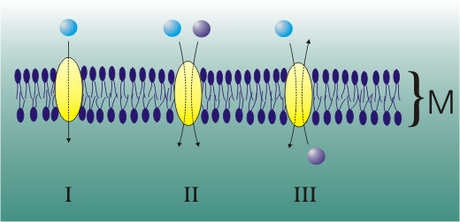La membrana cellulare ed il ruolo delle proteine