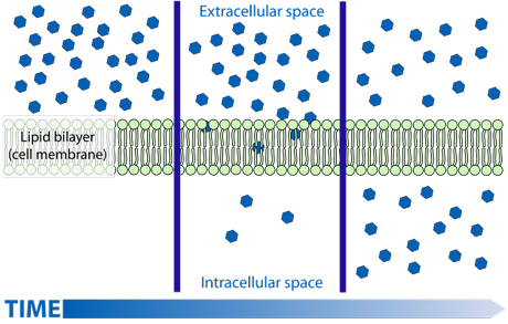 La membrana cellulare ed il ruolo delle proteine