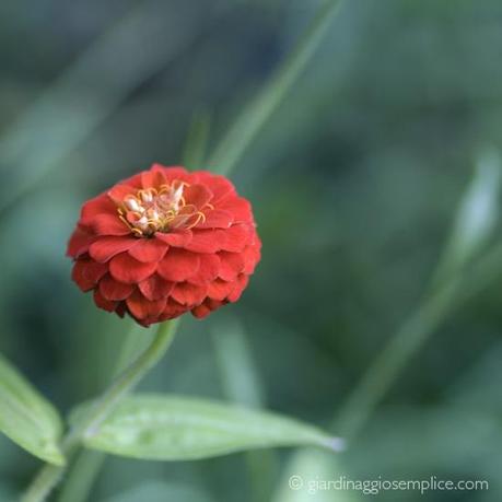 zinnia lilliput