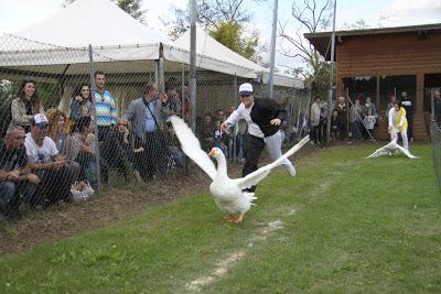 il trentesimo Palio del Papero