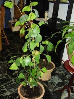 ficus robusta 2