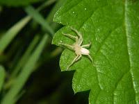 Natura, foto e qualche animaletto