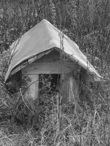 Natura, foto e qualche animaletto