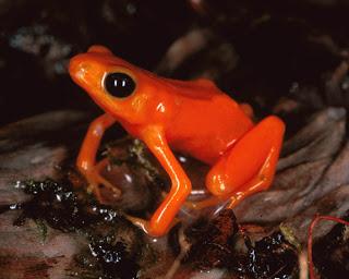 Mantella dorata, verso l'estinzione