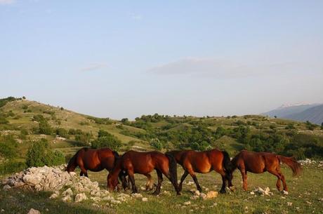 Cavalli in Abruzzo