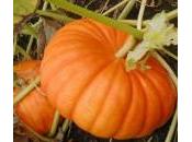 Zucca, poche calorie molte proprietà