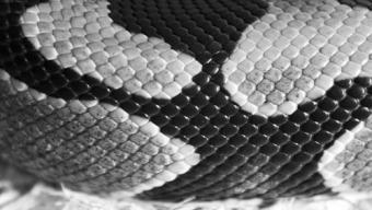 Texture Pelle Serpente per il Web Design