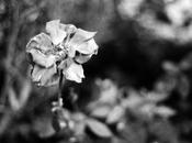 Silverchair Roses