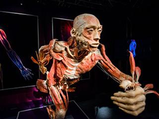 The Human Body Exhibition, il vero spettacolo è il corpo umano.