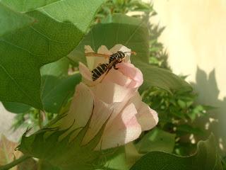 Fiore di Cotone