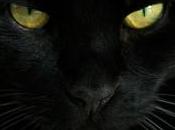 Halloween Tornano ronde AIDAA difendere gatti neri