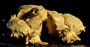 Pane di Sardegna Cultura e tradizioni  La Sagra del Pane di Villaurbana