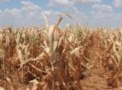 Clima: bugie alimentari mantenere “modello sviluppo” liberista