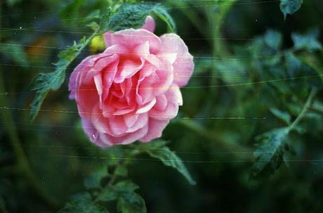 SCRATCHED FILM - Scratchy Roses - test roll (part 1)